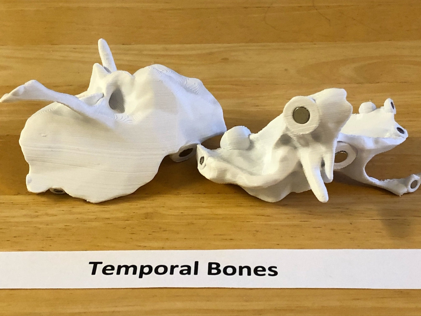 Craneo Humano Tamaño Real Anatomico