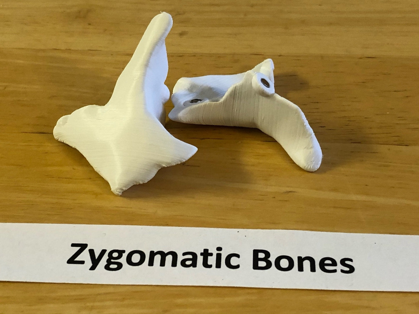 Craneo Humano Tamaño Real Anatomico