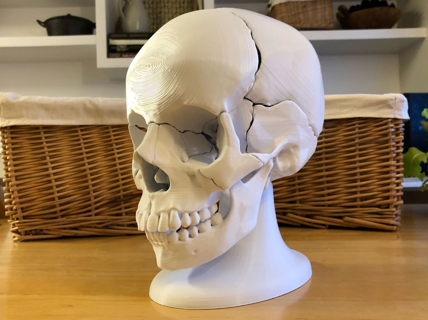 Craneo Humano Tamaño Real Anatomico