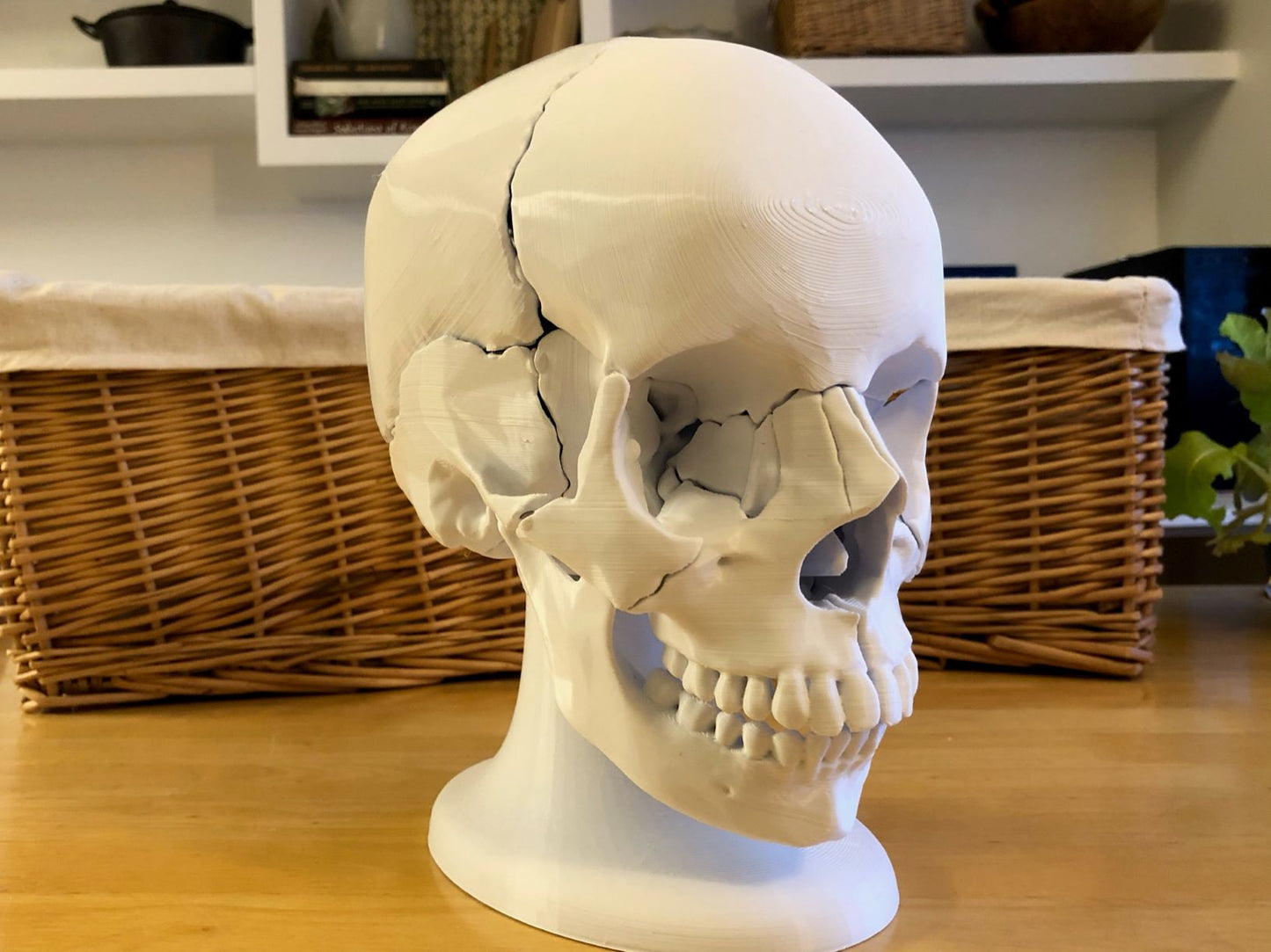 Craneo Humano Tamaño Real Anatomico