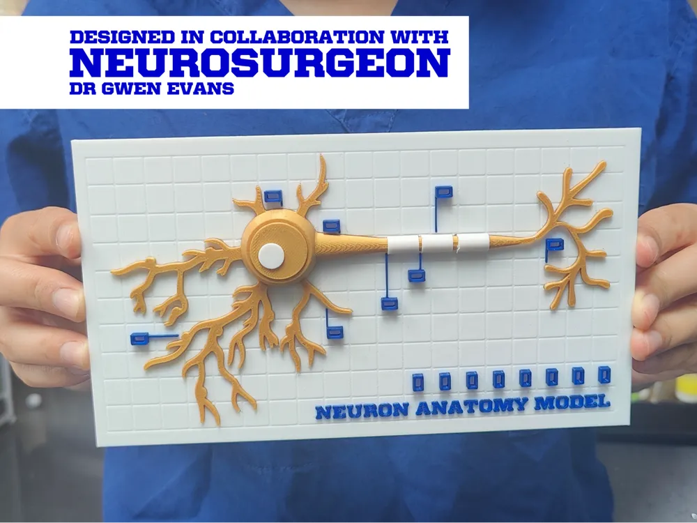 Modelo interactivo de anatomía neuronal