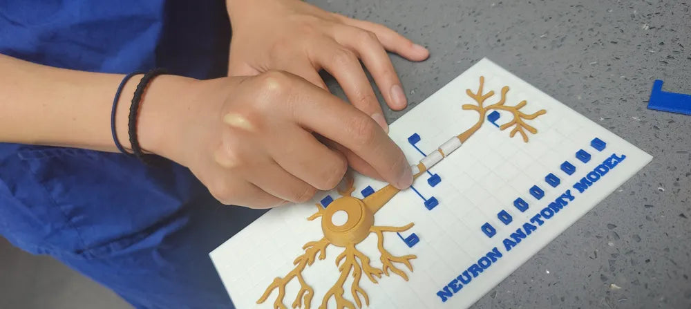 Modelo interactivo de anatomía neuronal