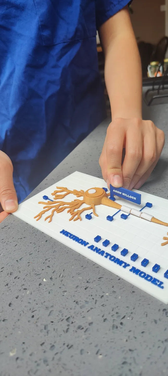 Modelo interactivo de anatomía neuronal