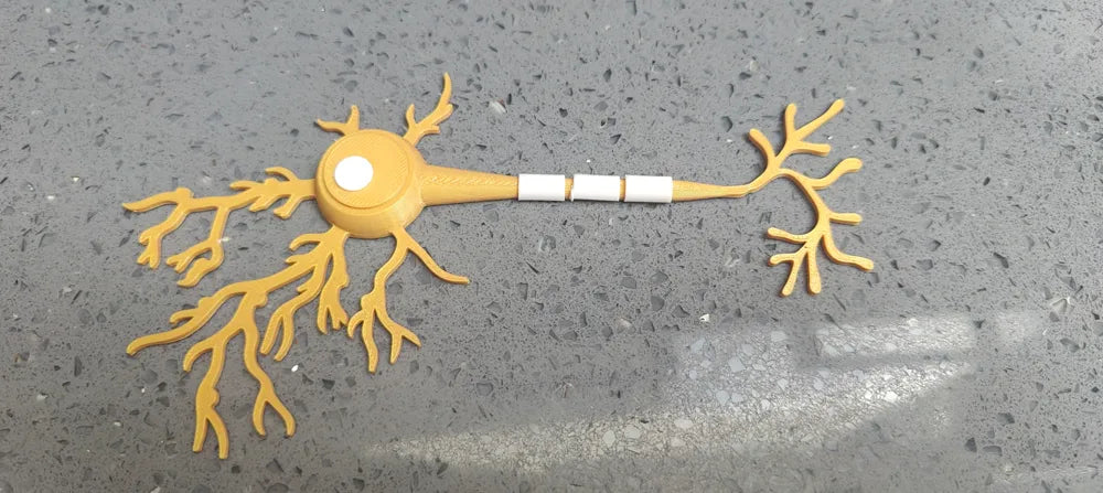 Modelo interactivo de anatomía neuronal