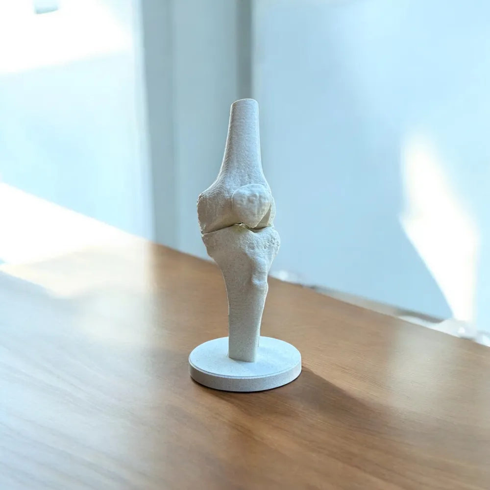 Modelo Anatómico Rodilla