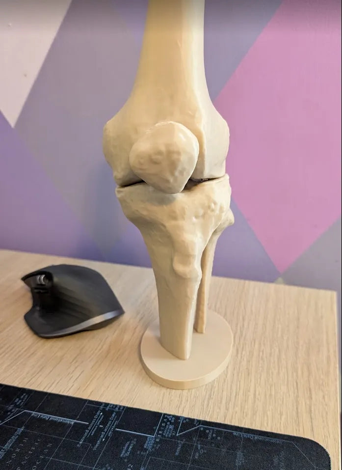 Modelo Anatómico Rodilla