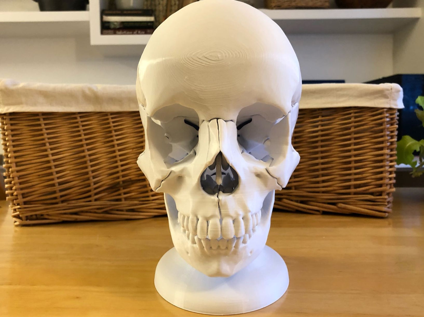 Craneo Humano Tamaño Real Anatomico
